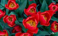 keukenhof
