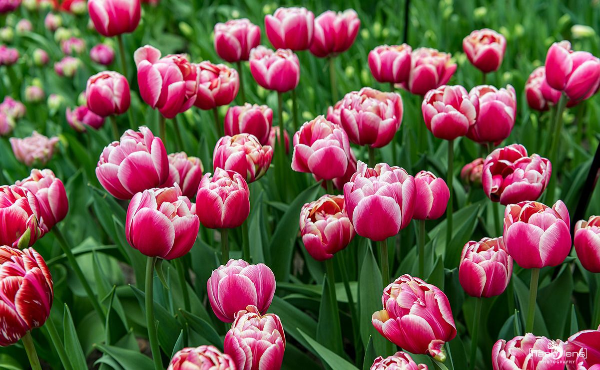 keukenhof