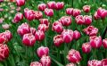 keukenhof