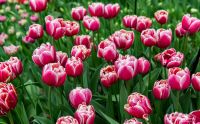 keukenhof