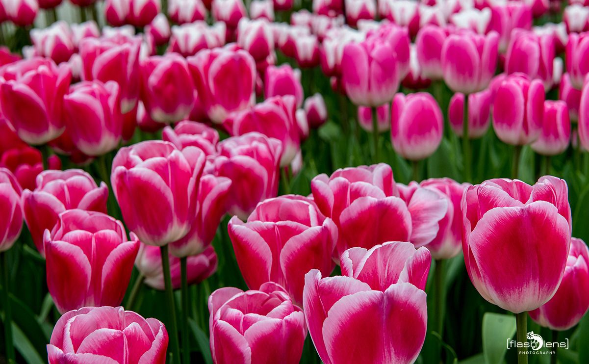keukenhof