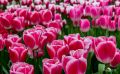 keukenhof