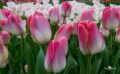 keukenhof