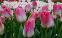 keukenhof