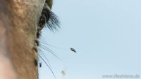 lvr lindlar tiere
