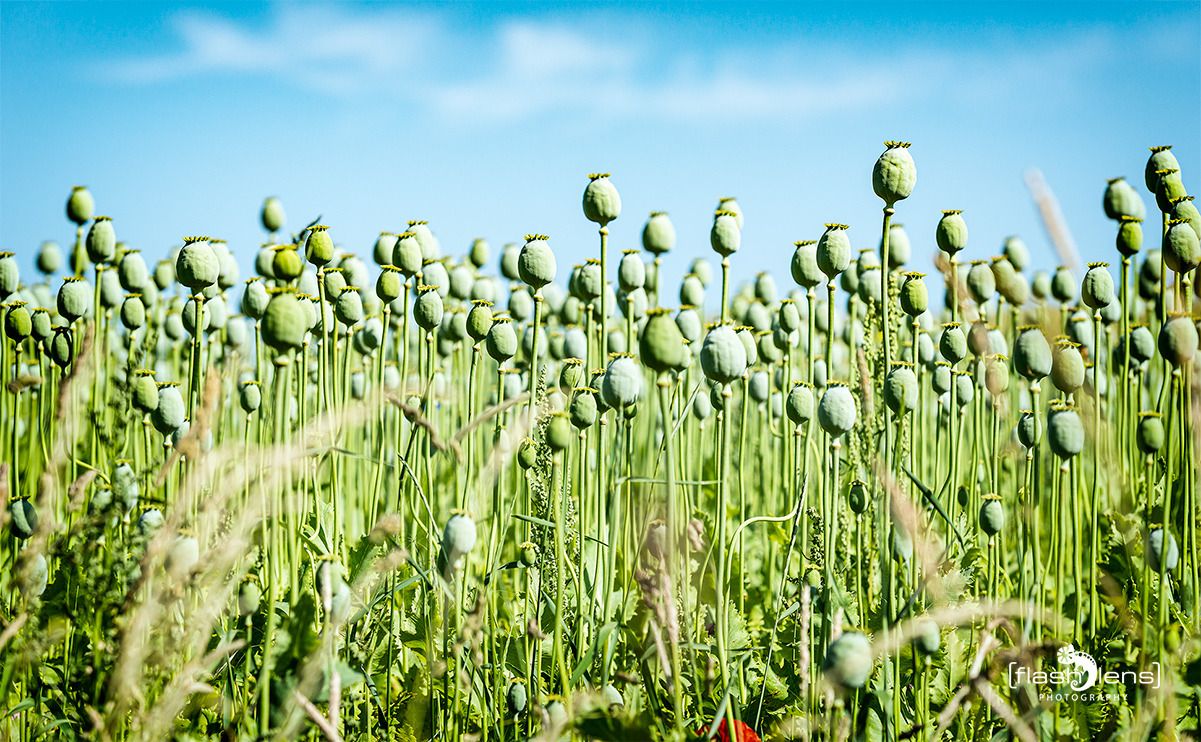 mohnbluete