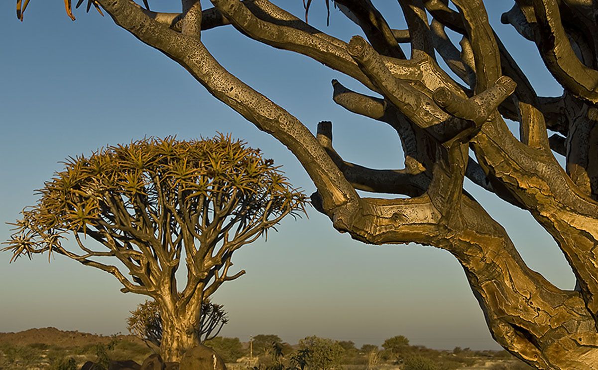 04 quivertree forest