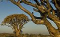 04 quivertree forest