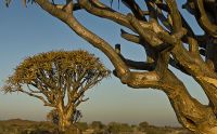 04 quivertree forest