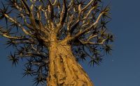04 quivertree forest