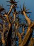 04 quivertree forest
