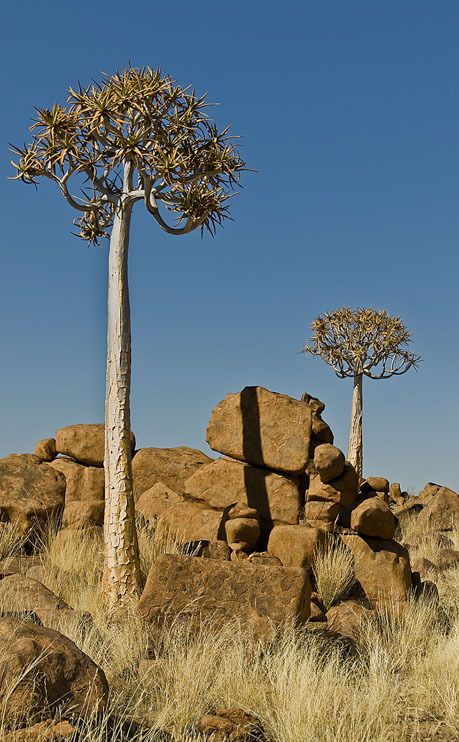 04 quivertree forest