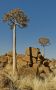 04 quivertree forest