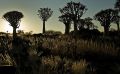 04 quivertree forest