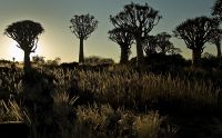 04 quivertree forest