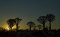 04 quivertree forest