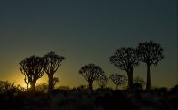 04 quivertree forest