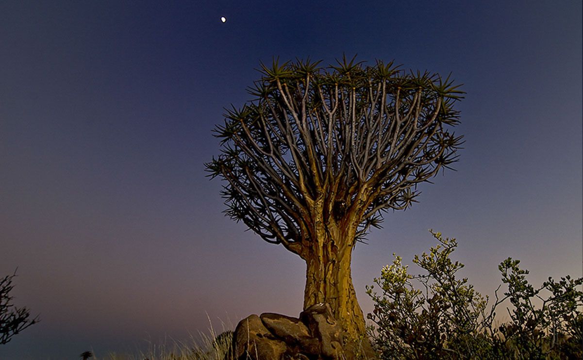 04 quivertree forest