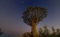 04 quivertree forest
