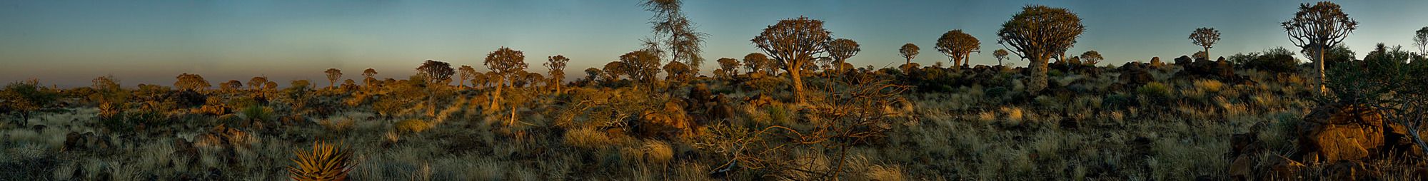 04 quivertree forest