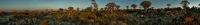 04 quivertree forest