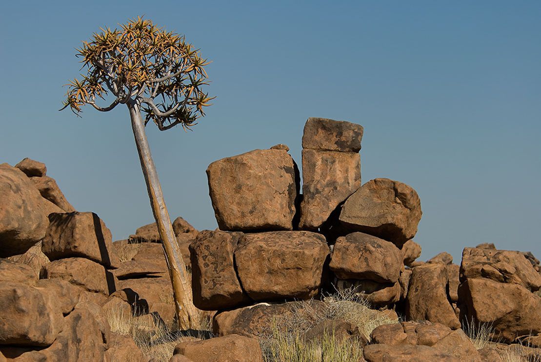 04 quivertree forest