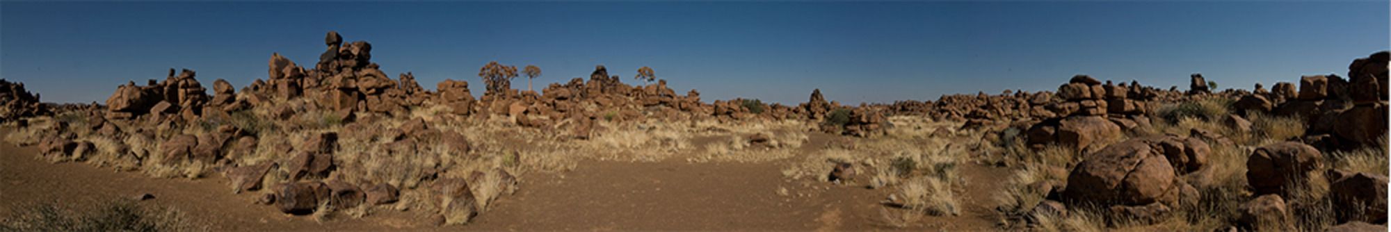 04 quivertree forest