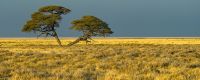 13 etosha