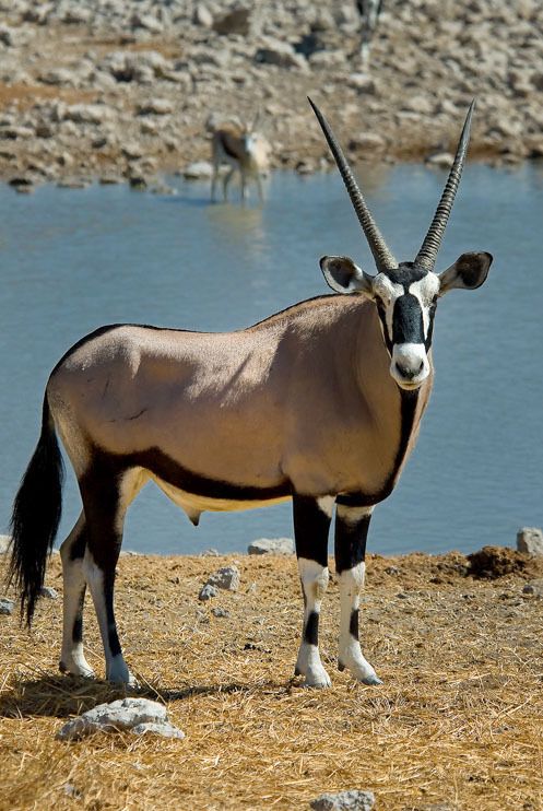 13 etosha