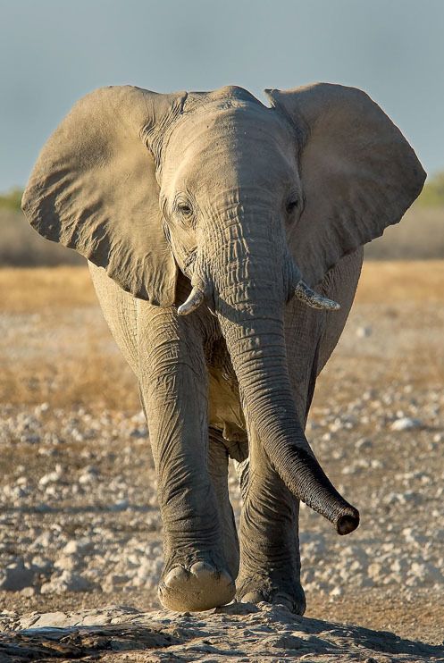 13 etosha