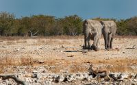 13 etosha