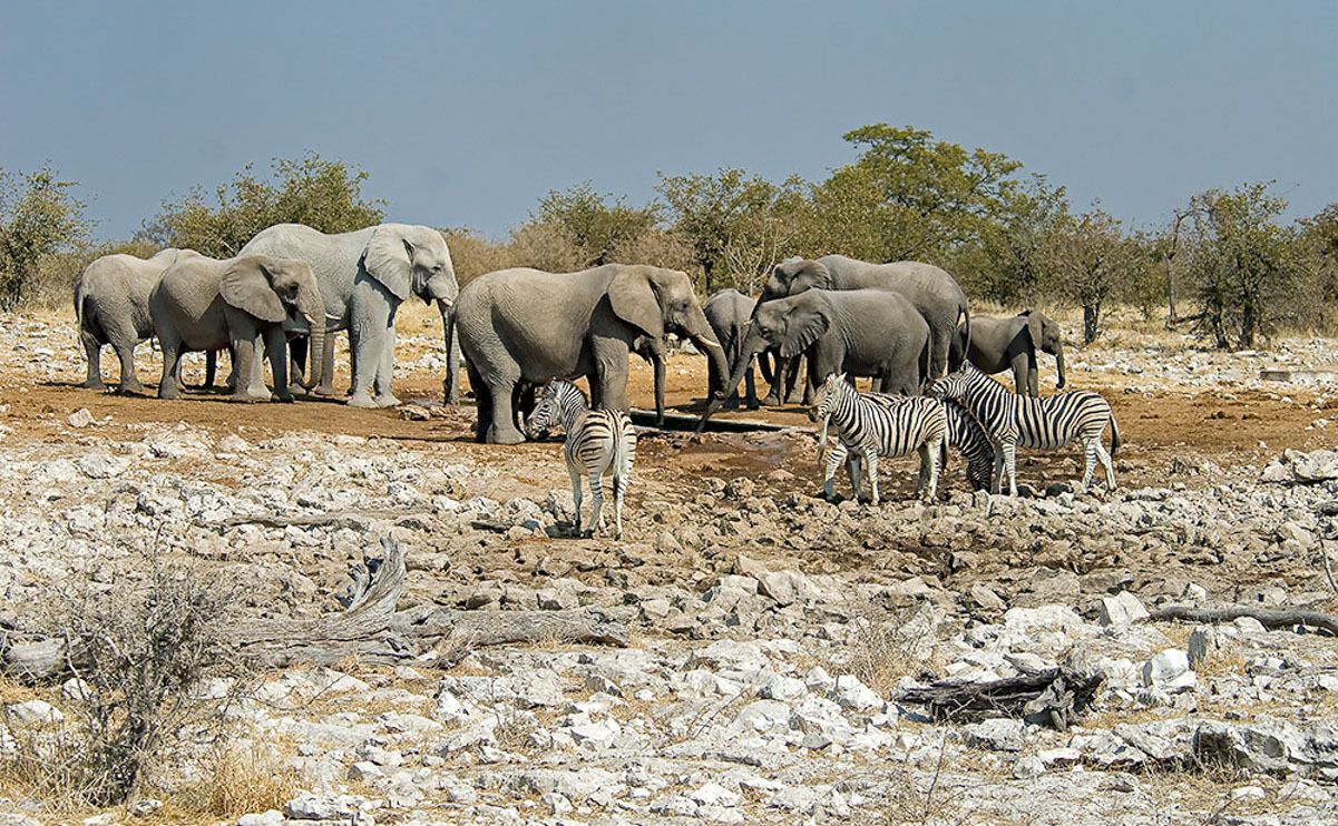 13 etosha
