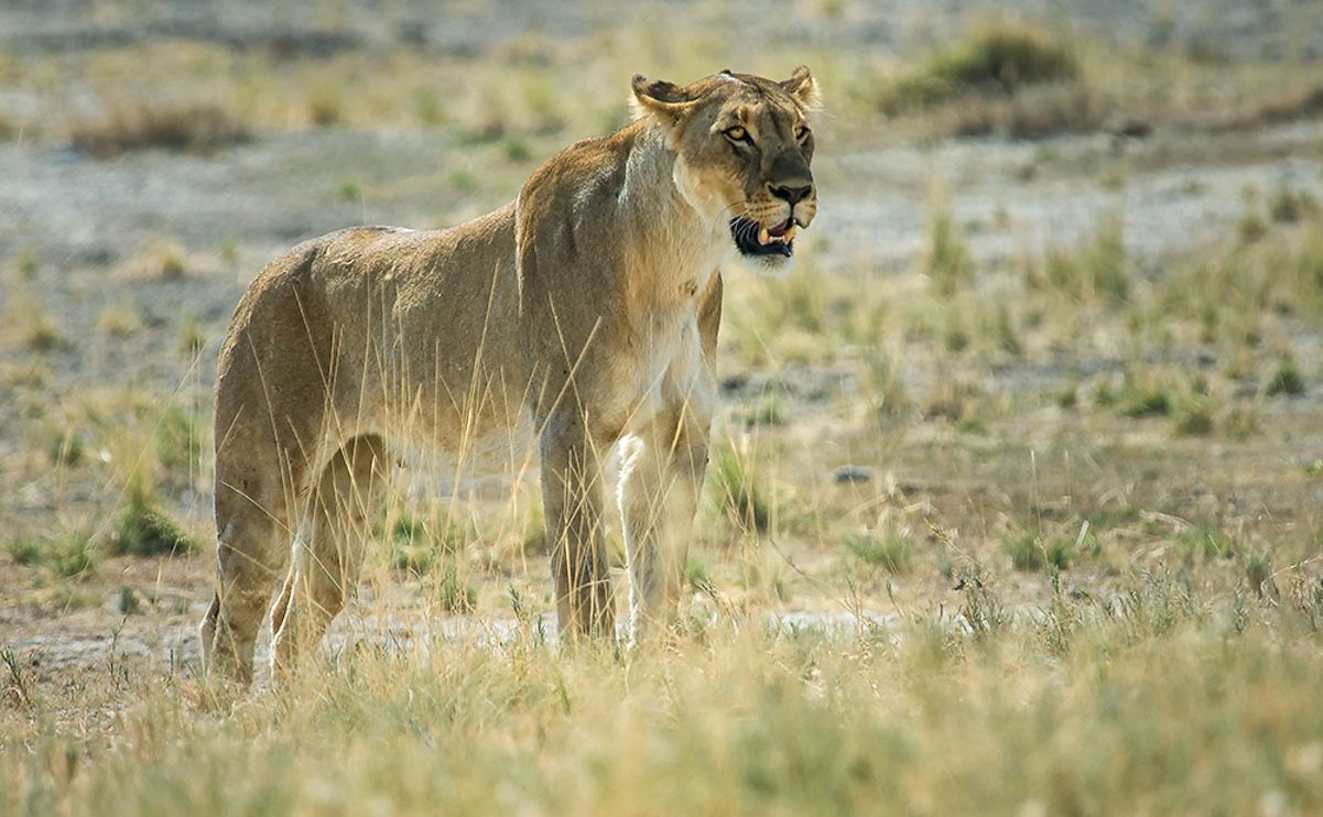 13 etosha
