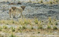 13 etosha