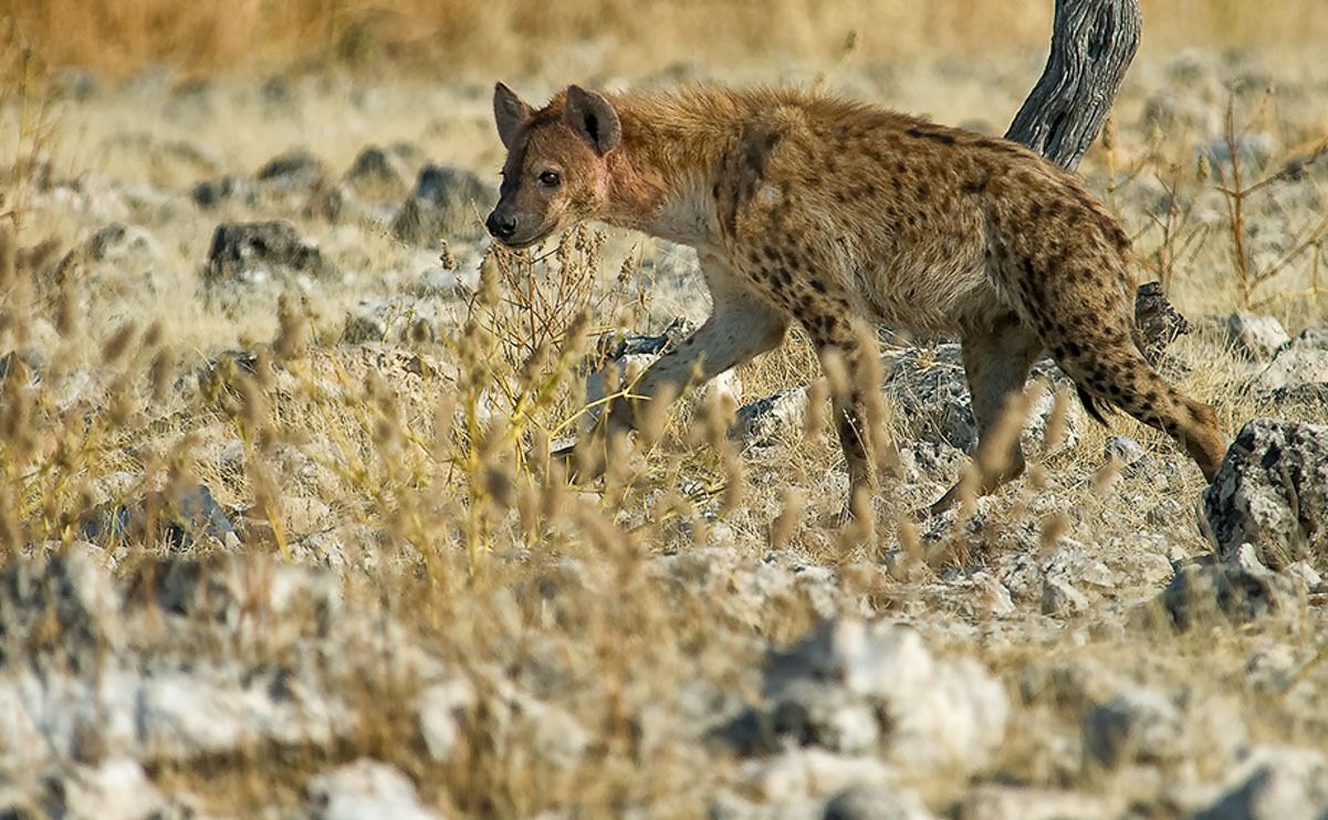 13 etosha