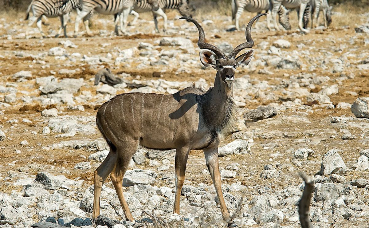 13 etosha