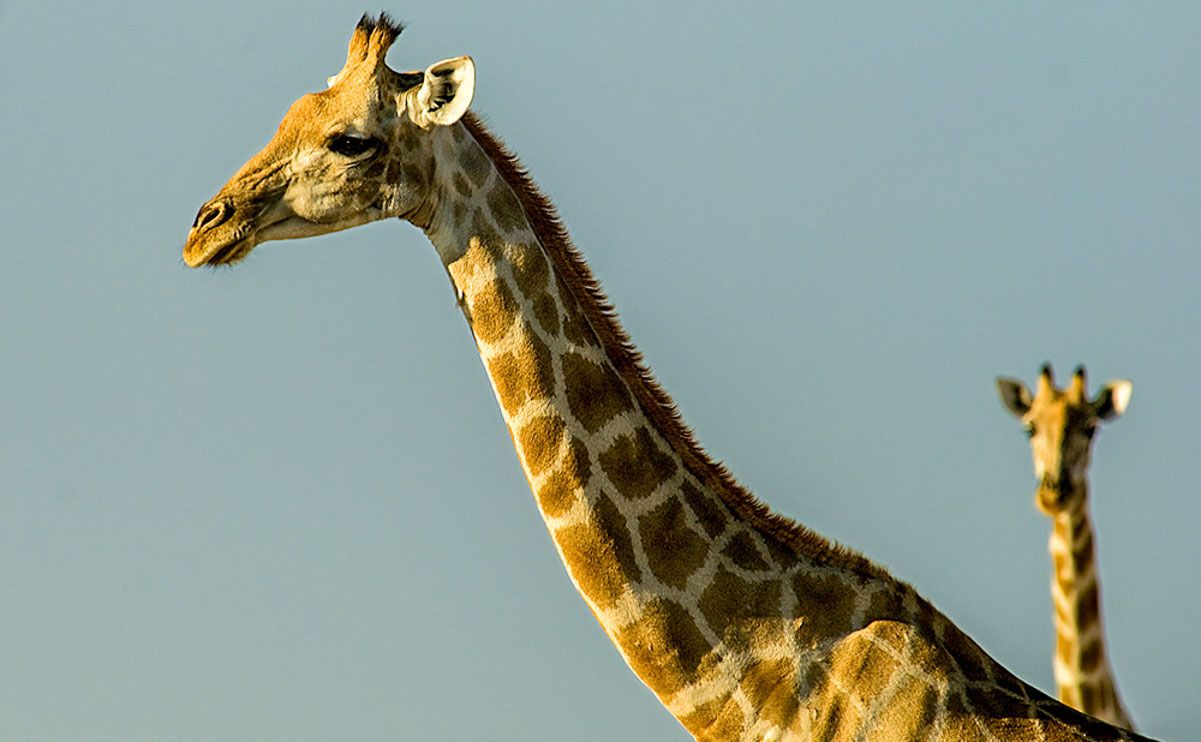 13 etosha