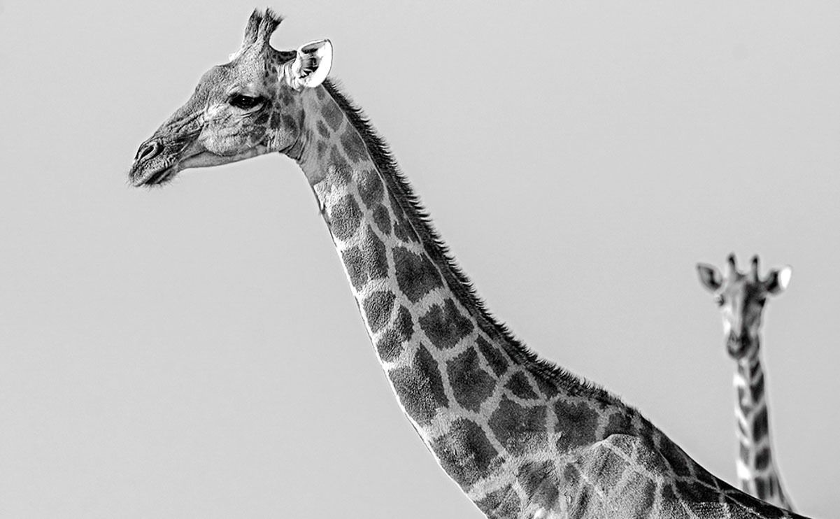 13 etosha