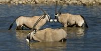 13 etosha