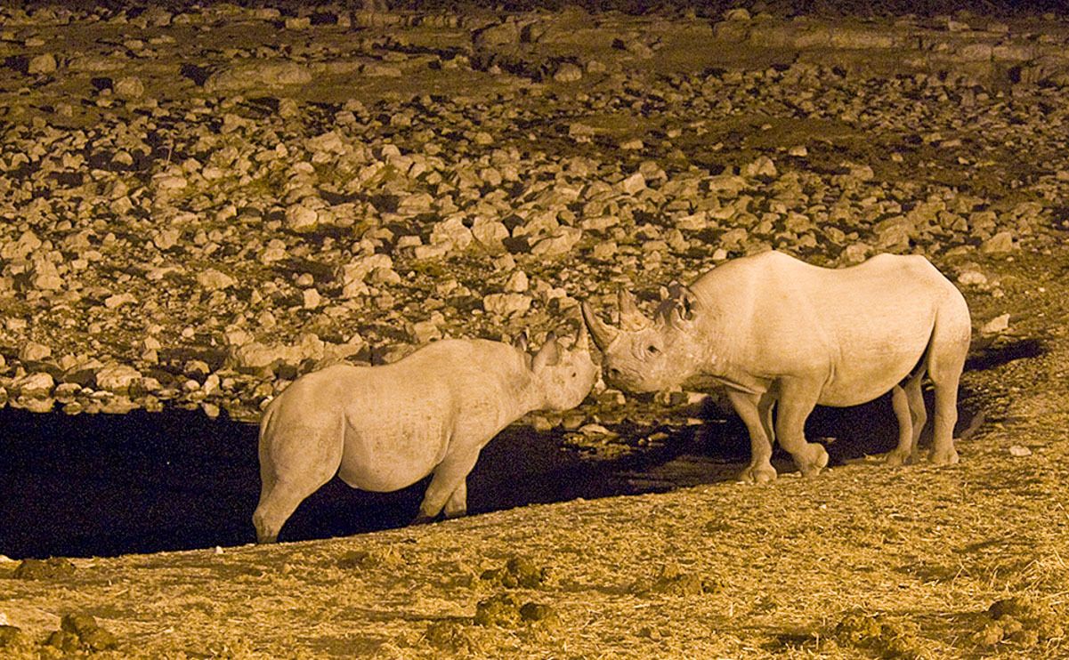 13 etosha