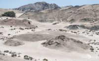 03 welwetschia drive