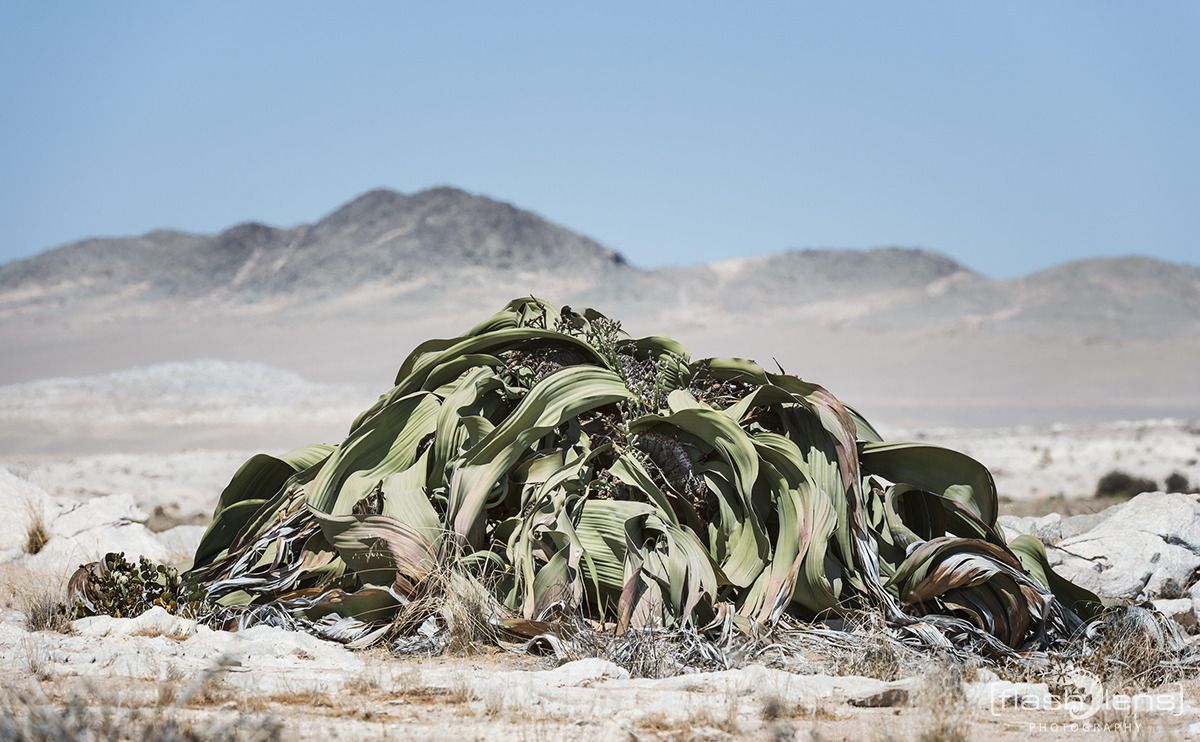 03 welwetschia drive