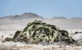 03 welwetschia drive