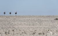 03 welwetschia drive