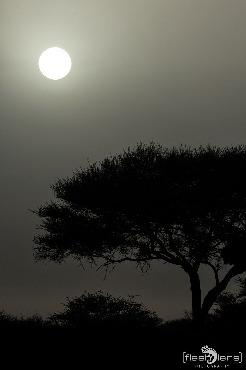 06 etosha