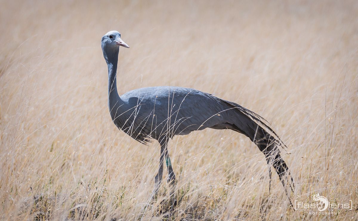 06 etosha