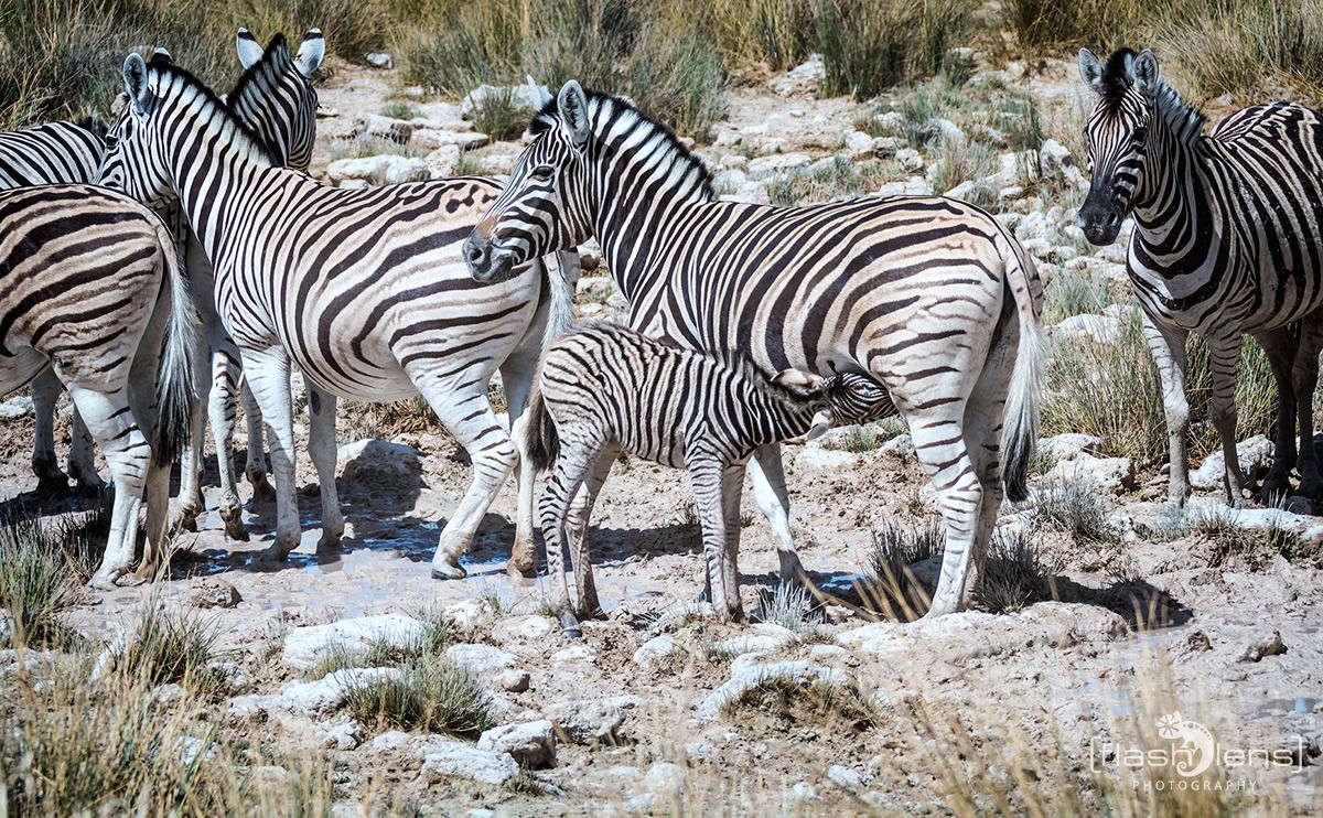06 etosha