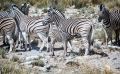 06 etosha