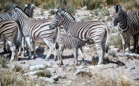 06 etosha