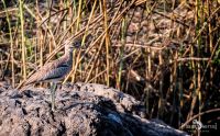 02 nunda river lodge